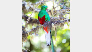 [책의 향기]19세 청년은 왜 죽은 새의 깃털을 훔쳤나