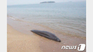부안 해수욕장서 토종 돌고래 상괭이 사체 발견