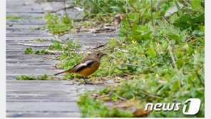 “길 잃은 철새?” 국내 미기록종 ‘흰목딱새’ 마라도서 첫 발견