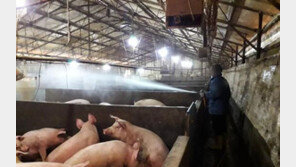 아프리카돼지열병 비상…전문가 “외국산 축산물 절대 사오면 안 돼”