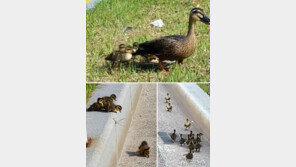 왕복 10차선 대로 건너는 흰뺨검둥오리 가족