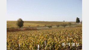 황금빛으로 물든 포도밭 언덕…동네 양조장엔 술 익는 향기가