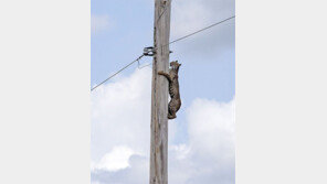 [고양이 눈]번지수 잘못 찾았다