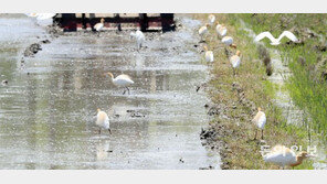 황로와 백로 가족의 나들이