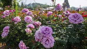 에버랜드 35년 전통 ‘장미축제’ 17일 개막
