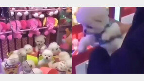 ‘진짜’ 강아지가 뽑기 기계 상품?…“만든 사람을 넣자” 격앙