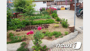 “꽃이 예뻐서”…화단에서 양귀비 재배하던 70대 여성 적발