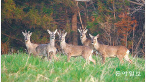 ‘제주 야생노루’ 체계적인 관리 필요하다