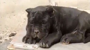 개 이름이 ‘경찰’…中경찰에 잡혀간 개주인