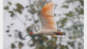 ‘우포 따오기’ 40년만의 자연방사 성공할까?