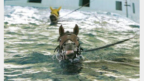 춘곤증에 걸린 경주마, 수영으로 컨디션 관리한다