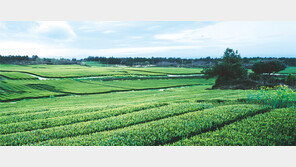 [History&]오설록, 40번째 봄… 차향기로 익숙해진 한라산 기슭 