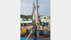 여수 연도 앞 해상서 그물에 걸려 죽은채 발견된 밍크고래 