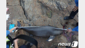 부안 앞바다서 멸종위기 보호종 상괭이 사체 잇달아 발견