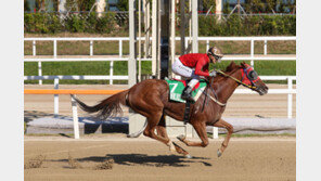 울트라로켓, 국산 경주마 자존심 지킬까