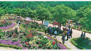 “꽃길만 걸어요!” 대전-영동지역에 축제 만발