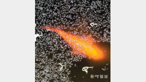 [고양이 눈]봄은 지고