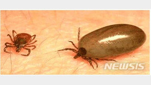대구서 야생진드기에 물린 SFTS 60대 환자 숨져