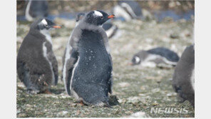 깃갈이 중 단식하는 남극펭귄, 어떻게 버틸까?