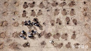 [청계천 옆 사진관]대한항공, 몽골 사막에 16년째 푸른 희망심다 