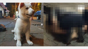 20대 男, 길거리서 수간…“강아지, 충격으로 배변활동 어려워”
