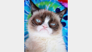 SNS 팔로어 1240만 ‘뚱한 고양이’ 美 ‘그럼피 캣’ 숨지자 누리꾼 추모