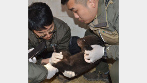 반달곰 인공수정 또 성공… 2년간 총 5마리 낳았다