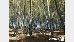 대나무숲 건강 피톤치드 1일 평균 3.1μg…편백숲 못지 않다
