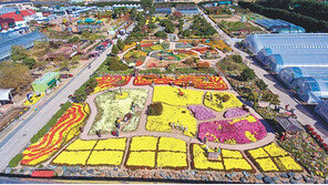 경남 거제시, 형형색색 가을꽃으로 가득… 바다를 꽃 피우다