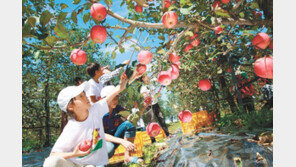 전북 장수군, 사과수확-한우마당… 색에 반하고 맛에 취하다