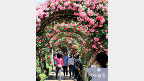 중랑구 20만 송이 장미축제