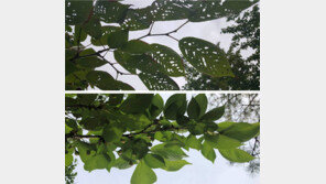 잎에 구멍이 송송… ‘벚나무 감염병’ 치료제 자연에서 찾았다