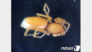 제주 추자도서 ﻿진드기거미 등 940여종 희귀 동·식물 서식 확인 