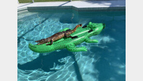 집 수영장에 악어 모양 튜브 띄워놨더니…‘진짜’ 악어가 떠억