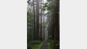 “지친 그대, 어서 오게나” 삼나무 숲이 손짓하네 