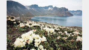 야생화 수놓은 ‘여름 백두산’을 볼 기회