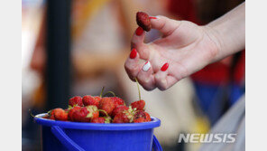 獨서 황당한 딸기 도둑…밤새 90만원어치 훔쳐 달아나