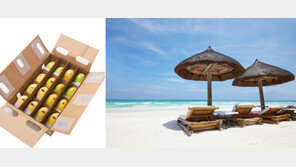  “해외여행 후 사 오고 싶은 망고, 보물섬투어가 보내드려요”