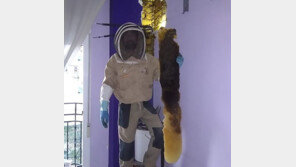 의문의 침실 소음 알고 보니…벽 속에 벌떼 8만 마리 ‘득시글’ 