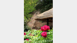 “천하에 가장 빼어나”…비단 다섯묶음 값을 줘야 살 수 있던 꽃은?