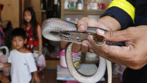 WHO, “해마다 10만명이 뱀에 물려 사망…보건위기”