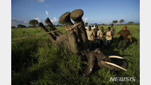 세계 최다 코끼리 보유국 보츠와나, 사냥금지 해제 실시