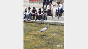 [고양이 눈]부럽수?