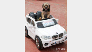 [고양이 눈]오빠 차 뽑았다