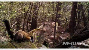 멸종위기종 노랑목도리담비 무등산서 잇따라 발견