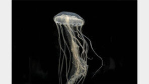 KIOST, ‘말레이해파리 대사변화 예측’ 독일 특허 등록