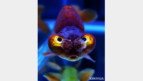 “뭘 그리 쳐다보나” 국제금붕어대회에 나온 특이한 금붕어들