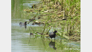 천안 업성저수지서 물닭 포착… 충청권 번식은 처음