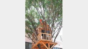 [고양이 눈]힐링캠프