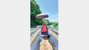 [고양이 눈]고마운 그늘